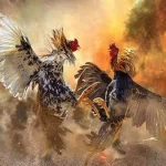 ĐÁ GÀ Kubet - Trận chiến gà chọi đỉnh cao 2023
